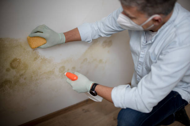 Naples, FL Mold Removal Company