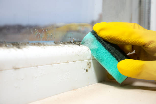 Best Office Mold Removal Services  in Naples, FL