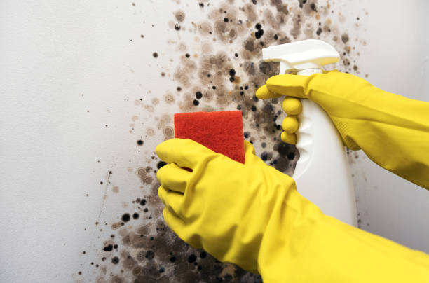 Best Certified Mold Removal  in Naples, FL