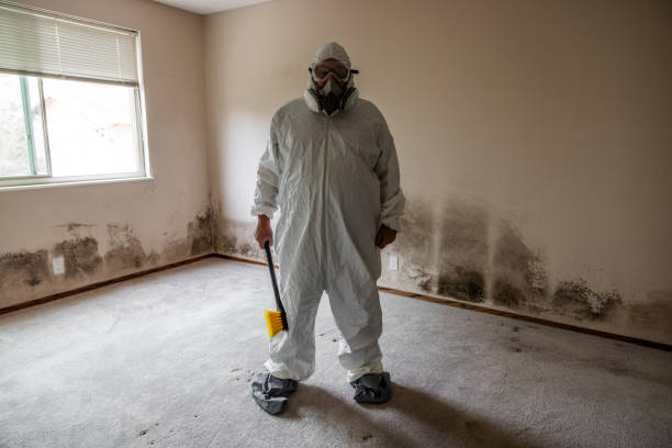 Best Affordable Mold Removal  in Naples, FL