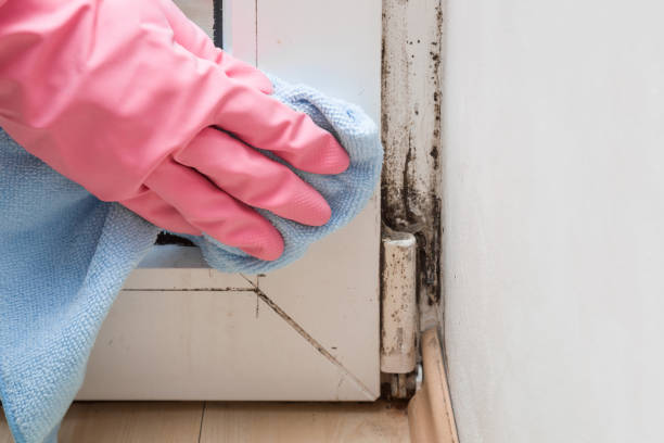 Best Mold Remediation  in Naples, FL